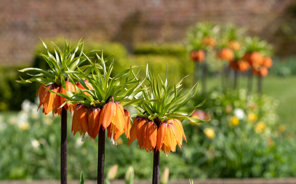 Stunning orange colour crown imperial lily flowers, also known as Fritillaria Imperialis. Photographed in early April in the walled garden at Eastcote House, Hillingdon, London UK.
