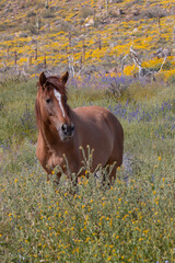 Wild Horse in Spring Near the Salt River in the Arizona Desert