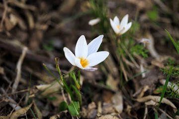 The first spring flowers are crocuses in the wild. White flowers on the background of nature. spring flowers. spring background.