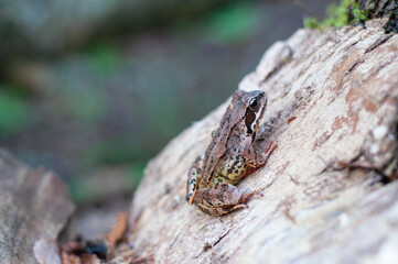 The common frog, (Rana temporaria), also known as the European common frog or European common brown frog.