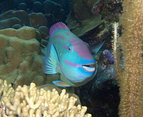 Naklejka na ściany i meble Stoplight Parrotfish portrait on the reef