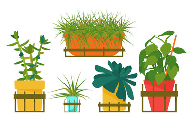 Obraz premium Set of house plants. Interior Scandinavian design. Design element.