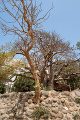 Fototapeta na wymiar Le baobabs de l'église Saint Pierre des Baobabs à Dakar au Sénégal