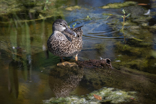 Female Blue-Winged Teal Duck sitting on a rock in a pond