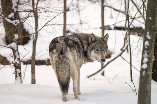 Timber Wolf (also known as a Gray or Grey Wolf) in the snow surrounded by trees