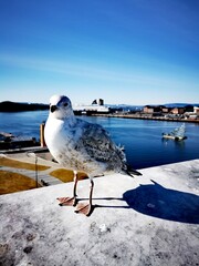 seagull on the pier