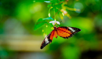 Image of a butterfly on the flower with blurry background.