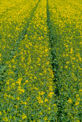 A beautiful yellow canola fields during springtime. Blooming rapeseed fields.Landscape of cultivated fields.