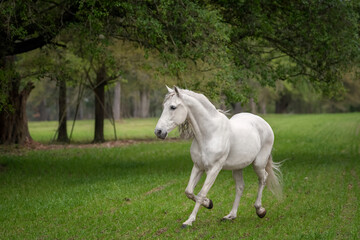 Obraz na płótnie Canvas Beautiful gray Andalusion stallion running in a green pasture surrounded by trees with Spanish moss