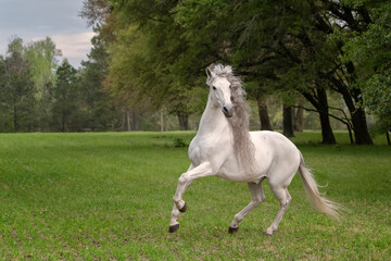 Fototapeta na wymiar Beautiful gray Andalusion stallion running in a green pasture surrounded by trees with Spanish moss