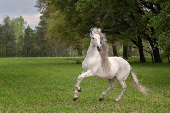 Beautiful gray Andalusion stallion running in a green pasture surrounded by trees with Spanish moss