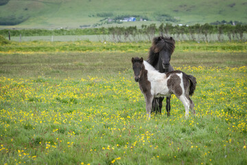 Icelandic mare with foal in a field of yellow flowers