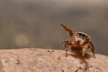 spider on the ground