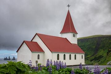 White church with red roof on a hill covered in purple lupine in Vik, Iceland