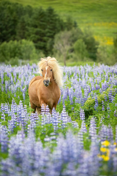 Icelandic horse standing in a field of purple lupine