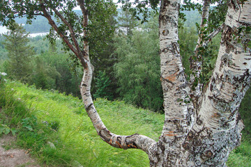 Spring landscape with birch, river, forest and road.