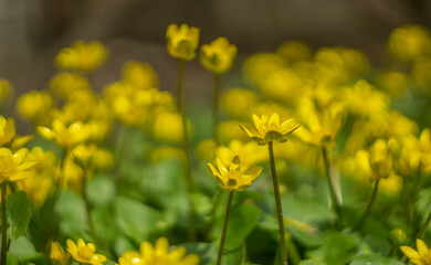 yellow wildflowers, blurred background