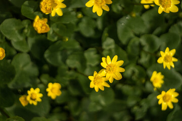 A yellow flower is in the foreground of a green plant.