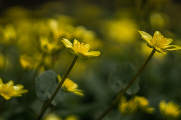 A close up of a yellow flower with the word 