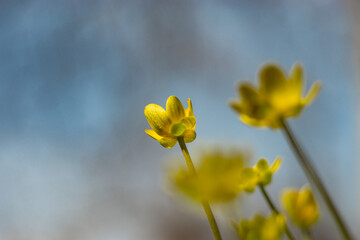 Obraz premium yellow primroses flowers, against the background, in sunlight