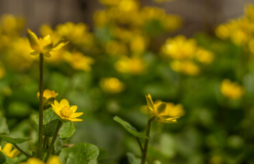 yellow field primroses on a blurred background