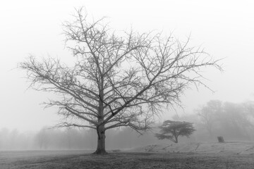 Guardian - Trees in Fog