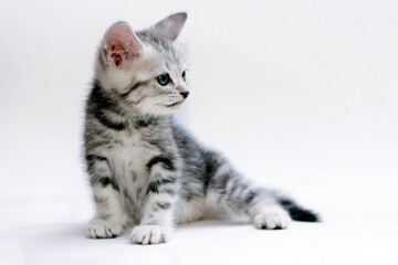 Fototapeta premium shorthair cat