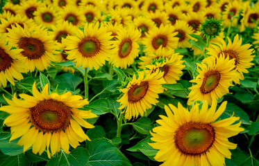 Fototapeta premium Beautiful sunflower at the summer field with light sky.