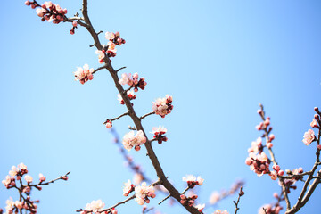 Blossom tree over nature background. spring flowers. spring background. Blurred concept. Natural background. Apricot flowers