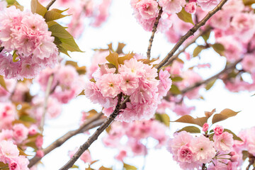 春の美しい八重桜