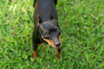 Cute pretty look pincher dog