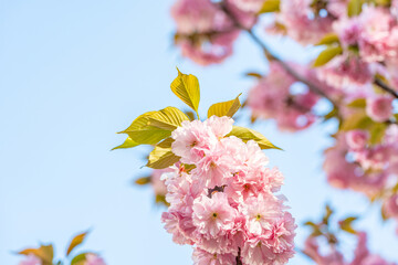 春の美しい八重桜