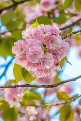 春の美しい八重桜