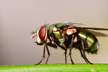fly on leaf
