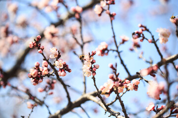 Blossom tree over nature background. spring flowers. spring background. Blurred concept. Natural background. Apricot flowers
