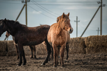 Beautiful thoroughbred horses in the spring on a farm in a paddock.