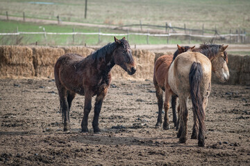 Fototapeta premium Beautiful thoroughbred horses in the spring on a farm in a paddock.