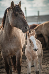 Obraz premium Beautiful thoroughbred horses in the spring on a farm in a paddock.