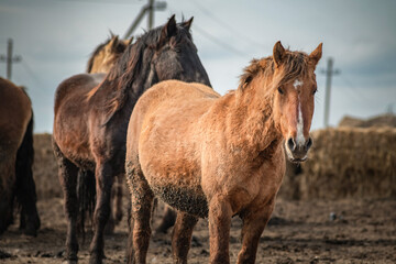 Obraz premium Beautiful thoroughbred horses in the spring on a farm in a paddock.