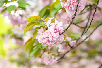 春の美しい八重桜