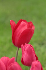 Fototapeta premium Tulip photos from Istanbul Emirgan grove.