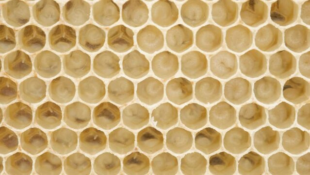Bee larvae in cells, population reproduction. Beautiful honeycombs with bees close-up.. Beekeeping,