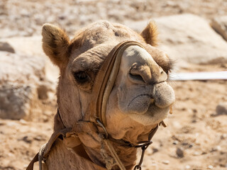 Detail of a camel head. The animal was lying down on the Sahara desert sands.