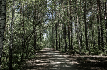 Obraz premium Image in muted colors of pathway in summer sunlit green forest thicket. Hiking and resting on nature