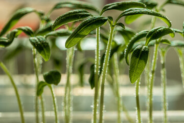 Small sprouts of tomato bushes grow in a pot.