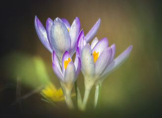 Fototapeta premium Krokusse auf der Wiese