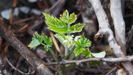 first spring sprouts in the garden after the rain