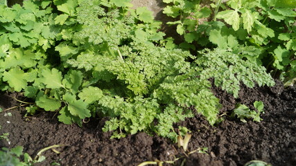 first spring sprouts in the garden after the rain