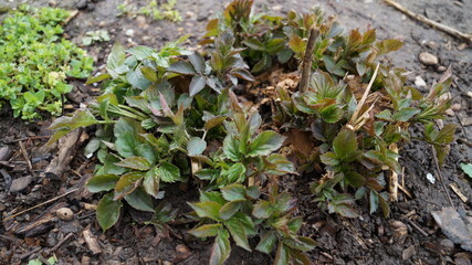 first spring sprouts in the garden after the rain