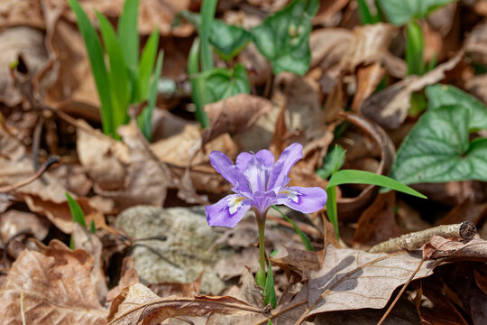 Dwarf Crested Iris In The Wild